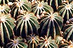 Eriocactus Magnificus à Phoenix Park Sur La Côte D'Azur